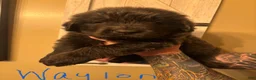Newfoundland dogs for sale: Newfoundland Puppy 4 - Ad 6