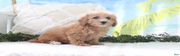 Cavapoo dogs for sale: Nicky - Ad 2