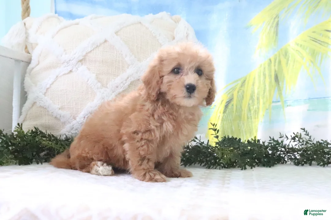 Cavapoo dogs for sale: Nicky - Ad 2