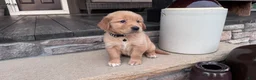 Golden Retriever dogs for sale: AKC Mr Charlie - Ad 6
