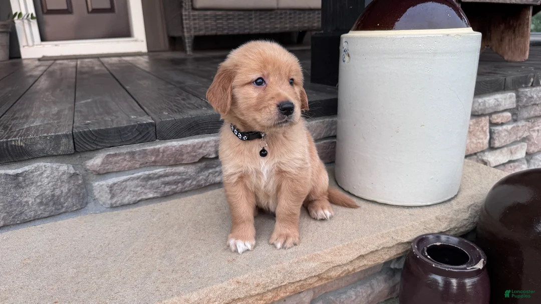 Golden Retriever dogs for sale: AKC Mr Simba - Ad 5