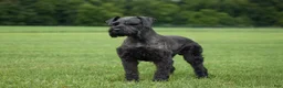 Giant Schnauzer dogs for sale: Renae - Ad 9
