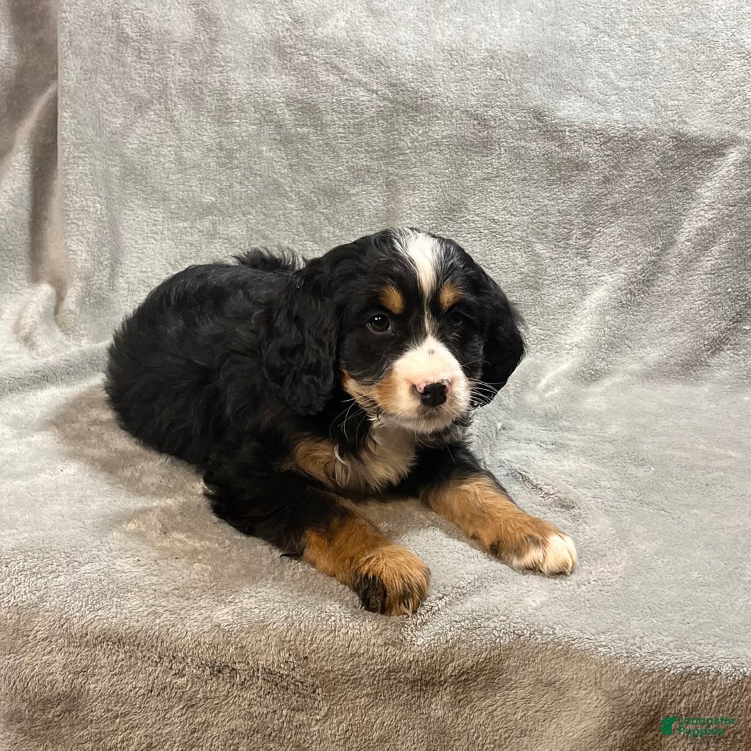 Mixed Breed dogs for sale: Gunner - Ad 4