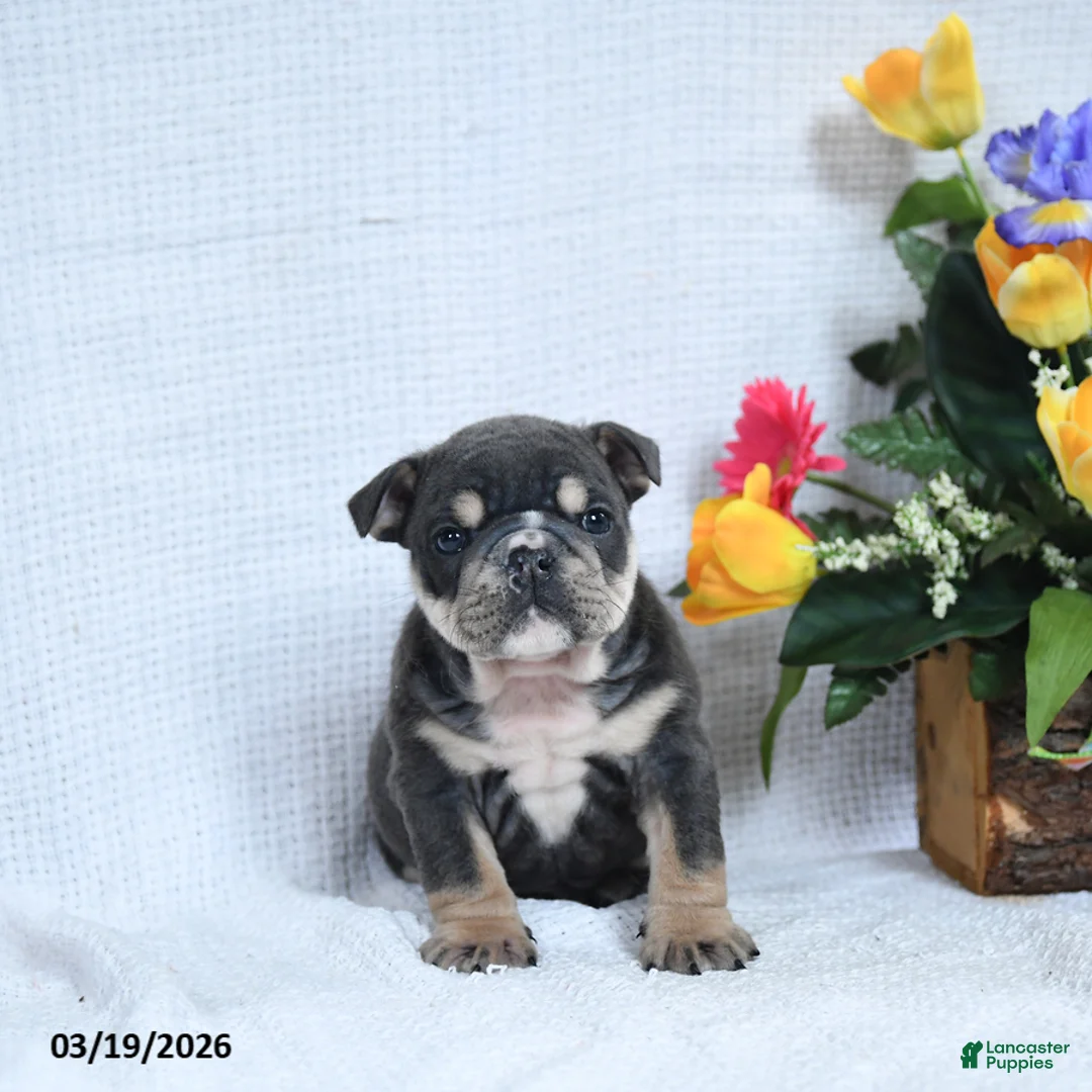 English Bulldog dogs for sale: Zeke - Ad 5