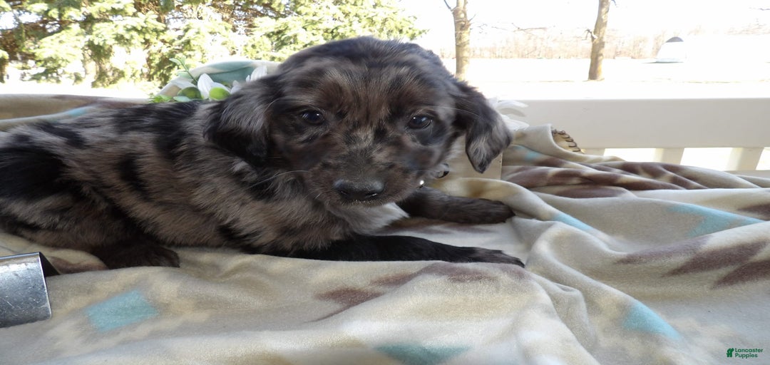 Gallery Image {{count}}