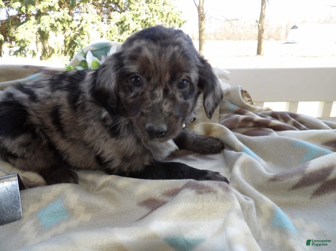 Gallery Image {{count}}