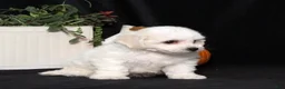 Bichon Frise dogs for sale: Lilly - Ad 4