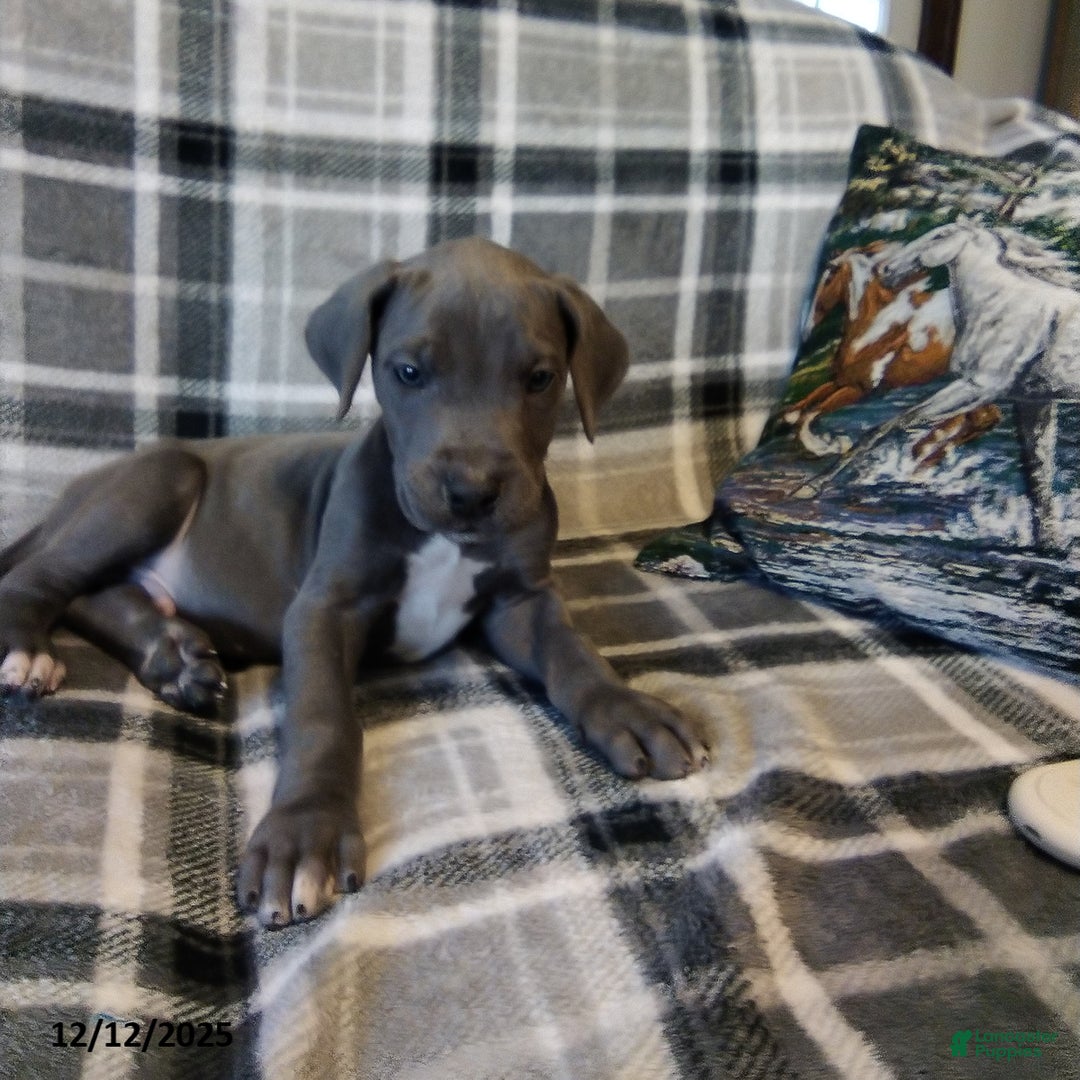 Great Dane dogs for sale: Connor - Ad 1