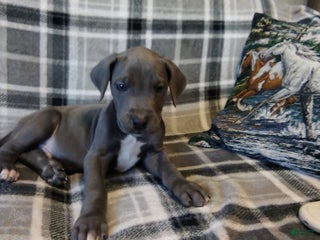 Great Dane dogs Connor - Ad 4