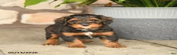 Double Doodle dogs for sale: Snickers - Ad 3