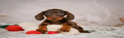 Miniature Dachshund dogs for sale: Sawyer - Ad 3