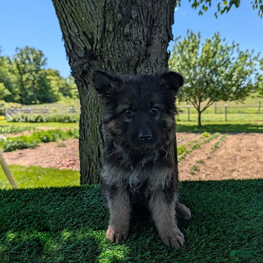 German Shepherd dogs Beth - Ad 2