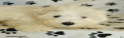 Maltese dogs for sale: Frost  - Ad 18