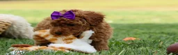 Miniature Poodle dogs for sale: Zazzy - Ad 12