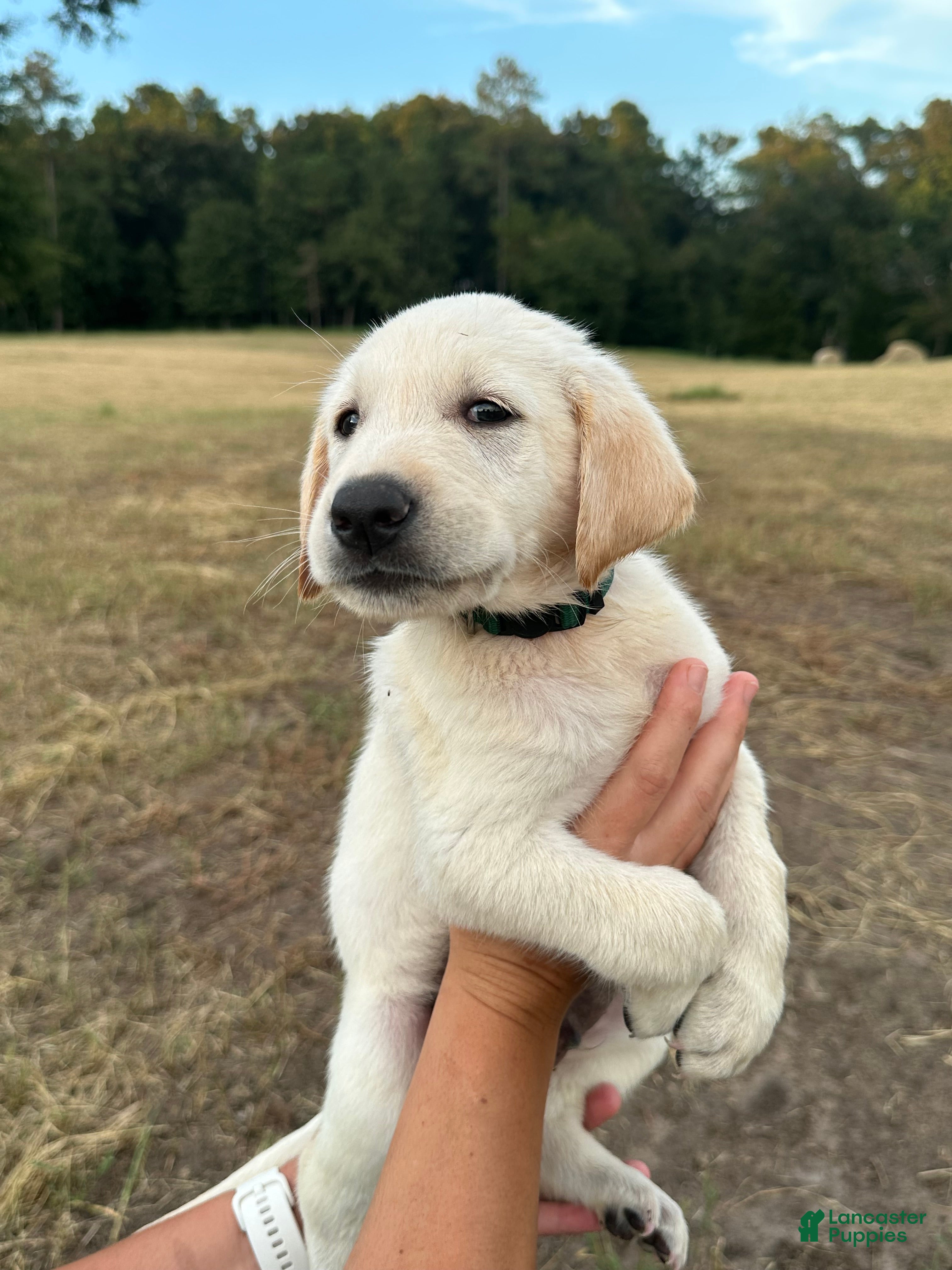 Labrador Retriever