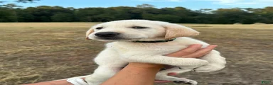 Labrador Retriever 2  (green)
