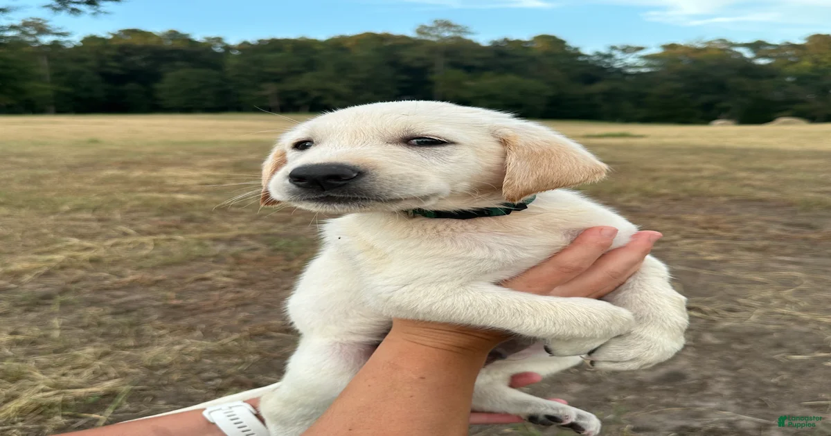 Labrador Retriever Puppies for sale in Lumberton, North Carolina ...