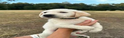Labrador Retriever dogs for sale: Labrador Retriever 2  (green) - Ad 1