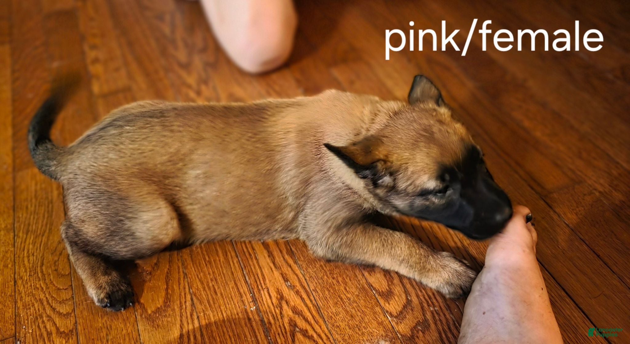Belgian Malinois dogs Belgian Malinois 4 Pink - Ad 25