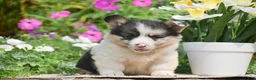 Welsh Corgi Pembroke dogs for sale: Caspian - Ad 2