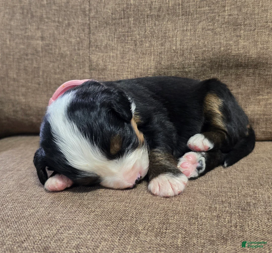 Miniature Bernese Mountain Dog dogs for sale: Bellini - Ad 1