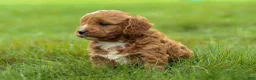Cavapoo dogs for sale: Max 🐾🐶 - Ad 14