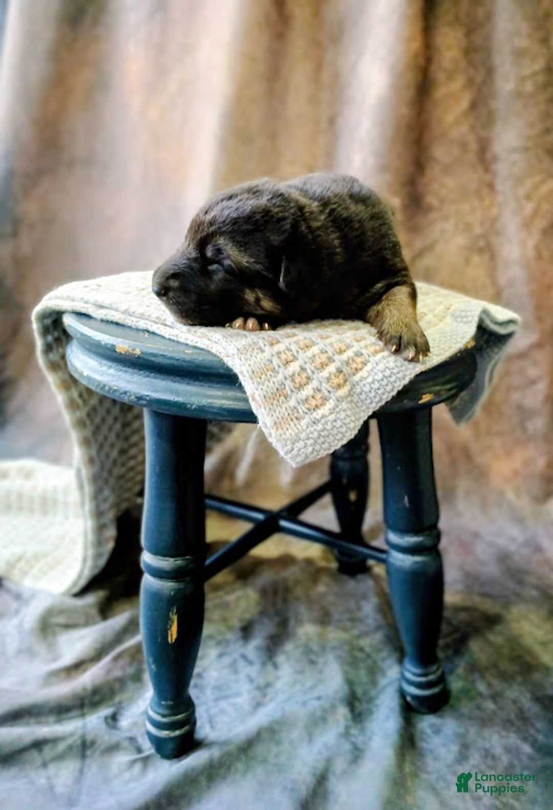 German Shepherd dogs for sale: Ryder - Ad 4