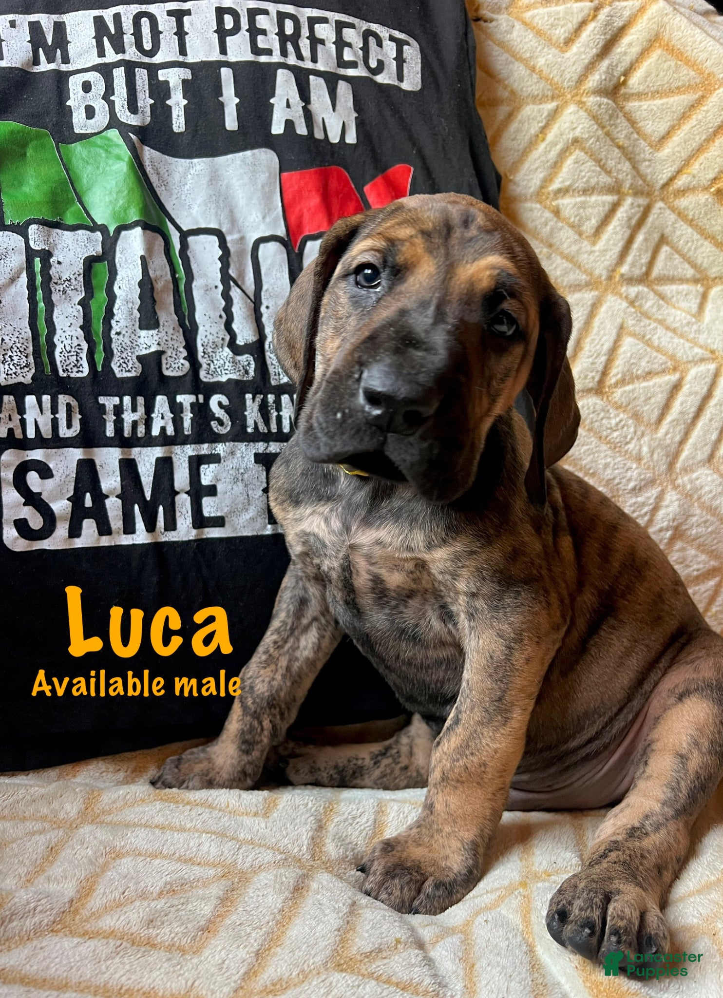 Great Dane dogs Luca - Ad 7
