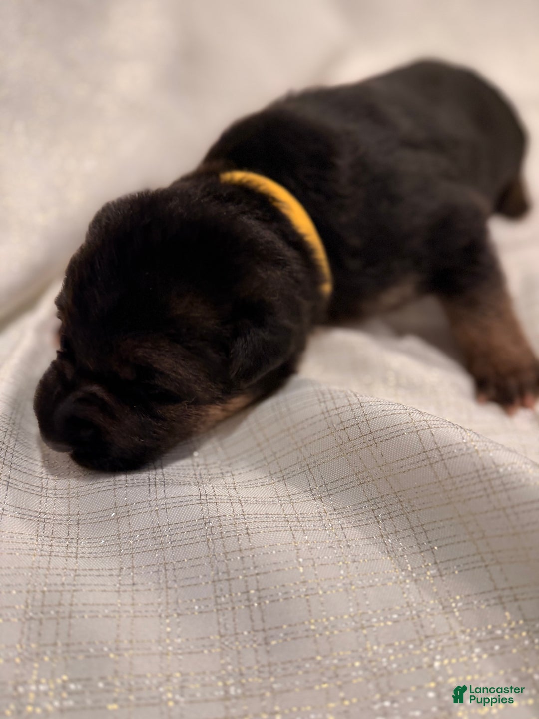 German Shepherd dogs for sale: German Shepherd Puppy 2 - Ad 2