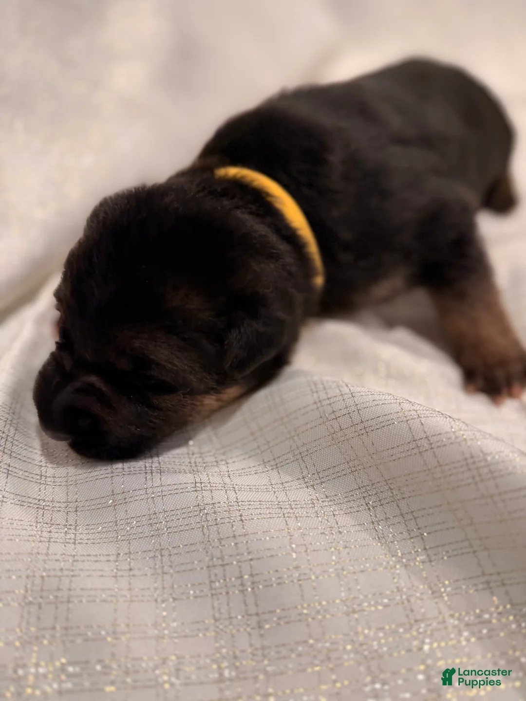 German Shepherd dogs for sale: German Shepherd Puppy 2 - Ad 2