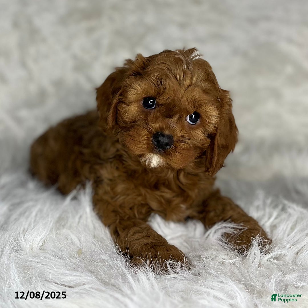 Cavapoo dogs for sale: Ruby - Ad 2