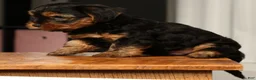 Yorkshire Terrier dogs for sale: Bo - Ad 9
