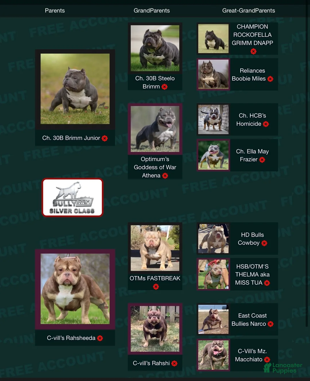 American Bully dogs for sale: Black Mamba - Ad 2