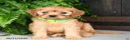 Cavapoo dogs for sale: Kiwi - Ad 3