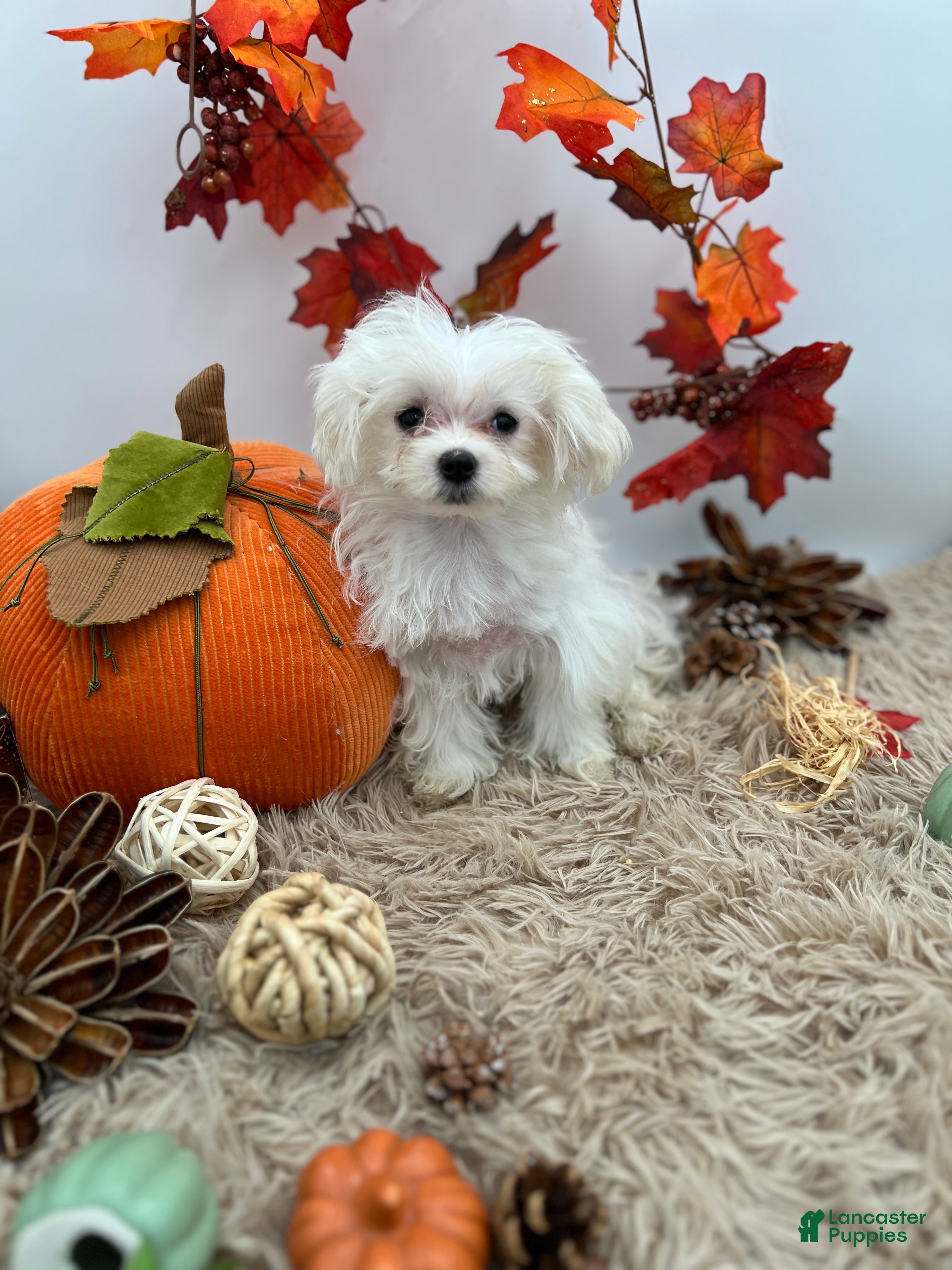 Maltese dogs AKC Missy the Korean Maltese $3000 - Ad 2