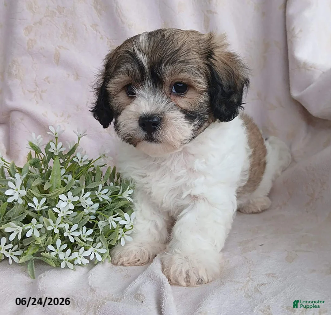 Teddy Bear dogs for sale: Ezekiel - Ad 12