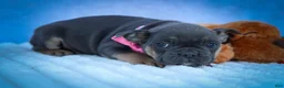 Frenchton dogs for sale: Paris 🎀 - Ad 8