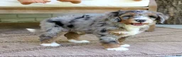 Mini Bernedoodle dogs for sale: Millie  - Ad 4