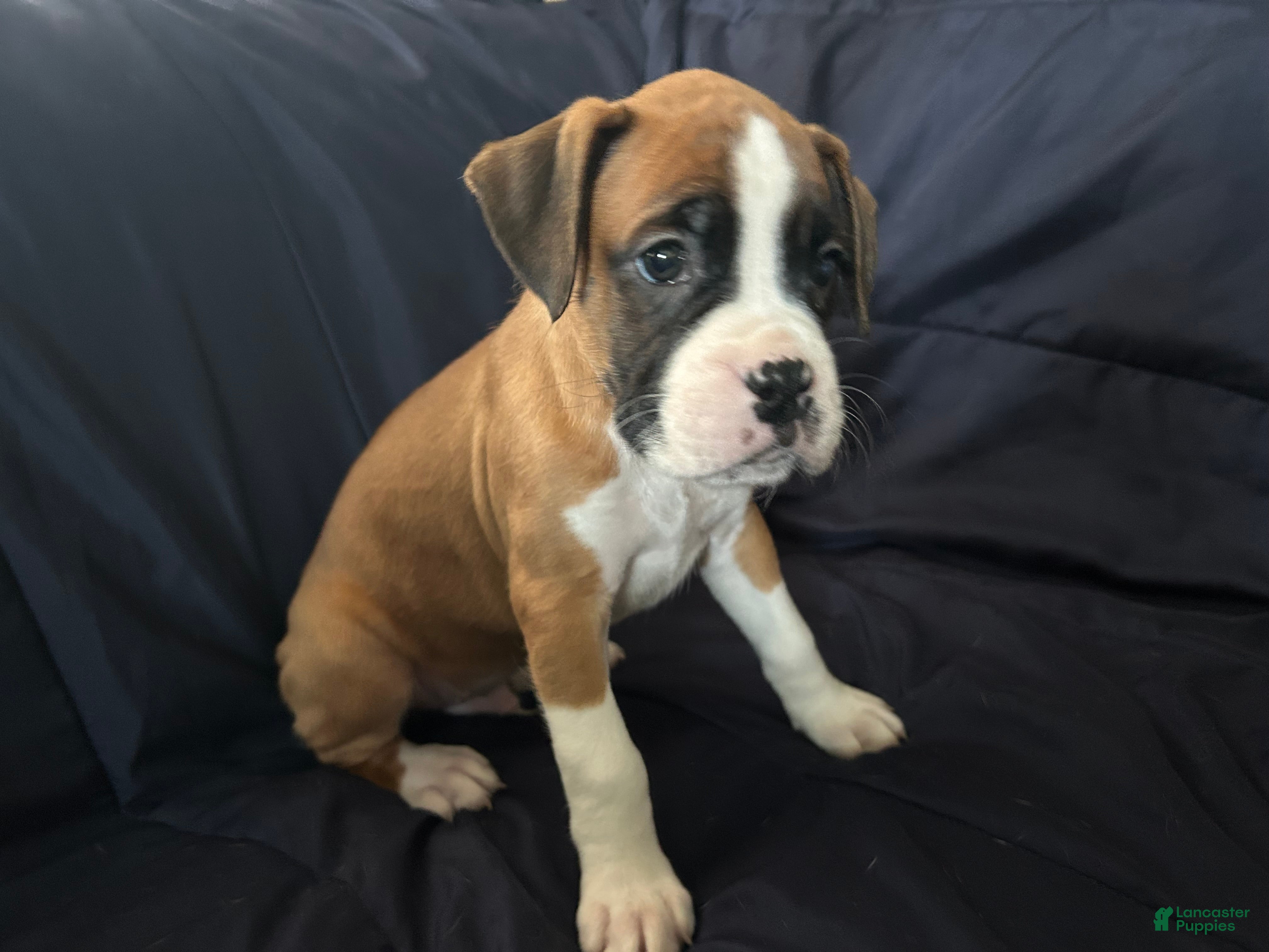 Boxer dogs DJ - Ad 1