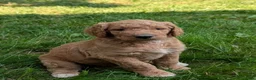 Goldendoodle dogs for sale: Annie  - Ad 13
