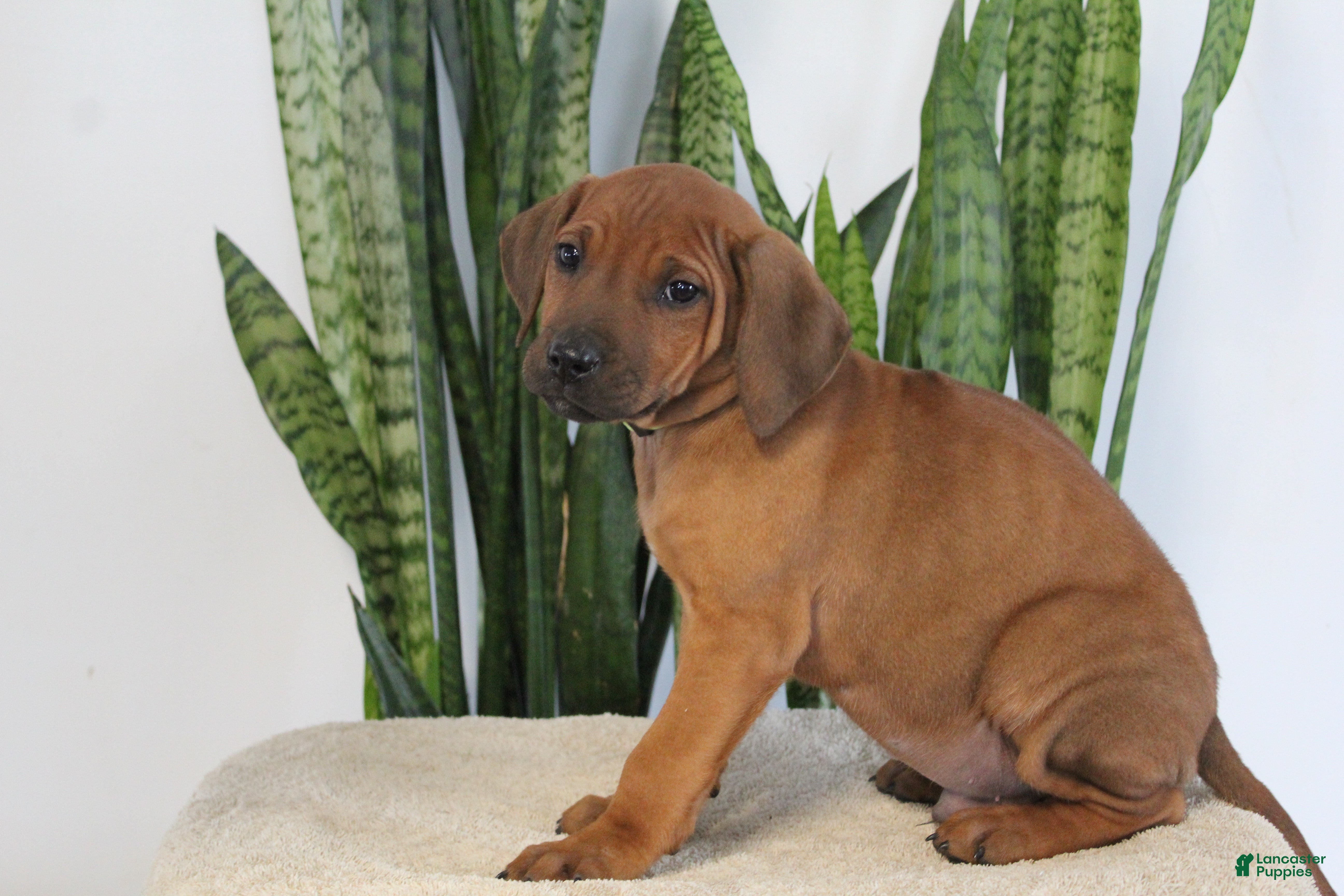 Rhodesian Ridgeback dogs Boho - Ad 6