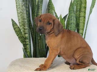 Rhodesian Ridgeback dogs Boho - Ad 2