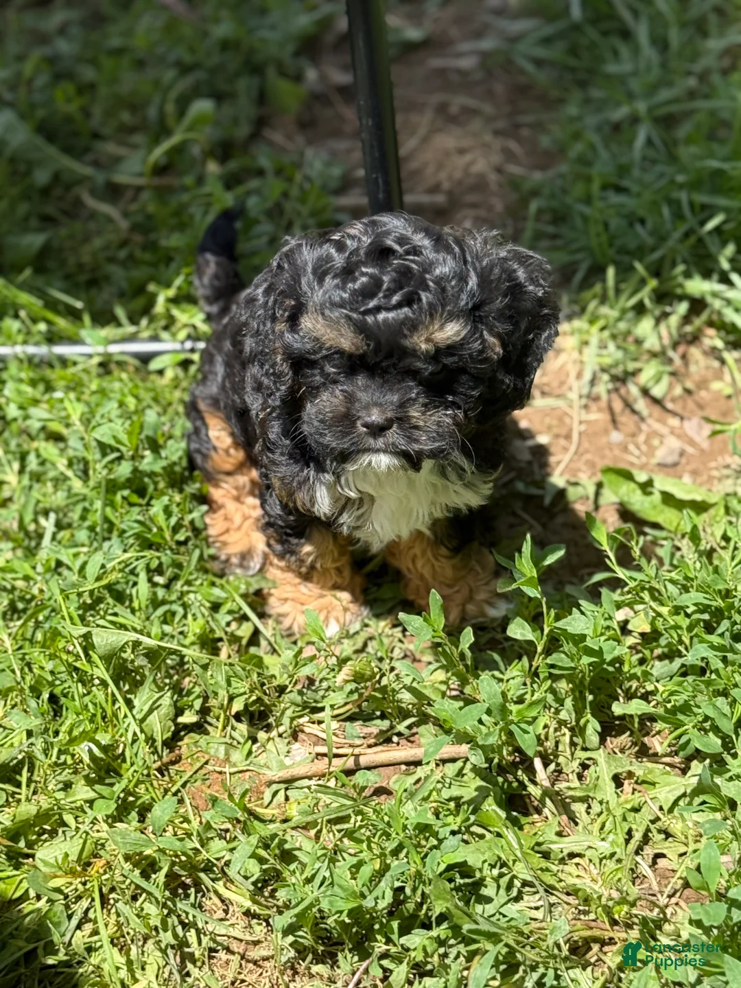 Cavapoo dogs for sale: Charlie - Ad 1
