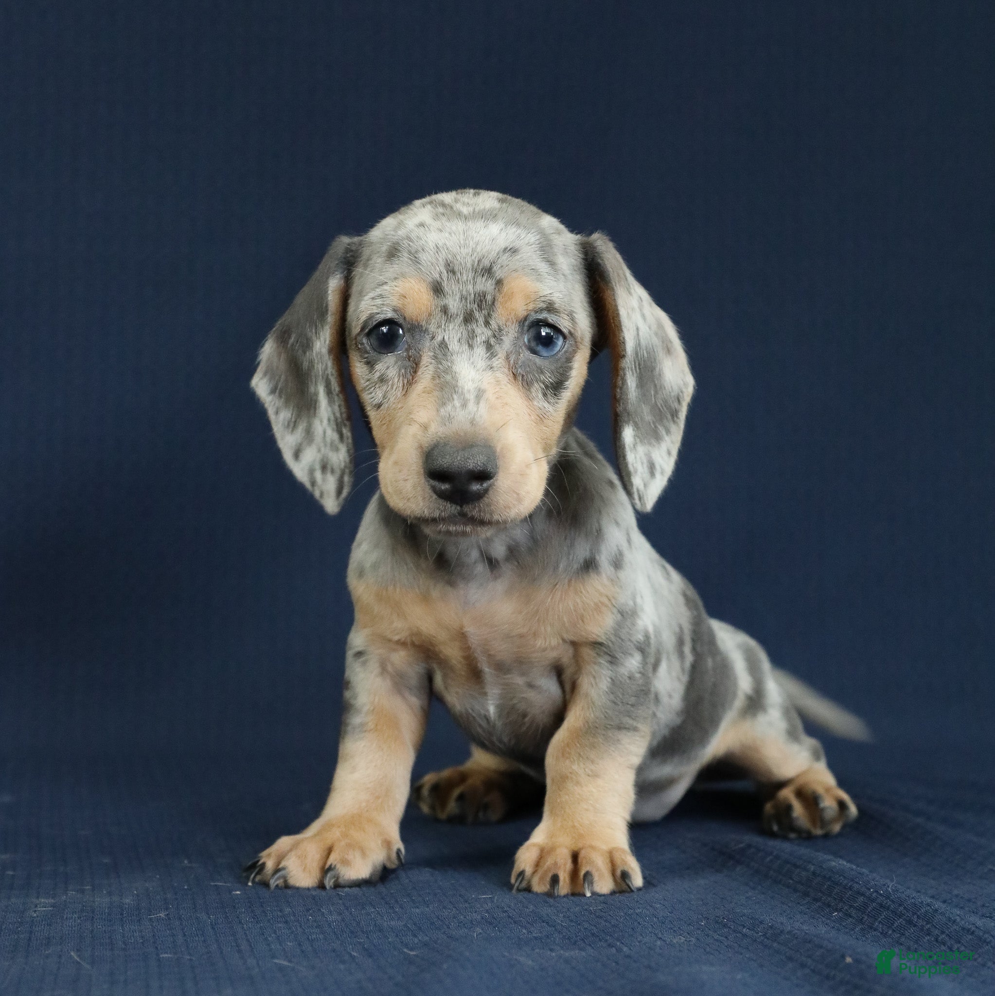 Miniature Dachshund dogs Emerald 💚 - Ad 1