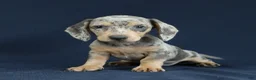 Miniature Dachshund dogs for sale: Emerald - Ad 3