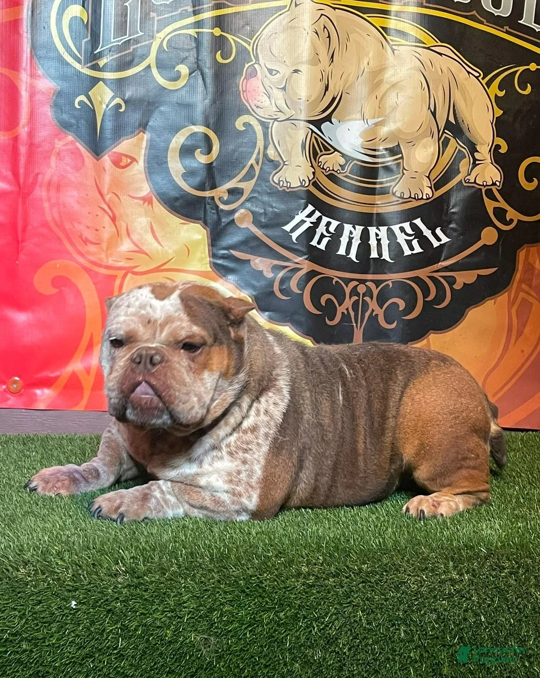 American Bully dogs for sale: American Bully Puppy 1 - Ad 3