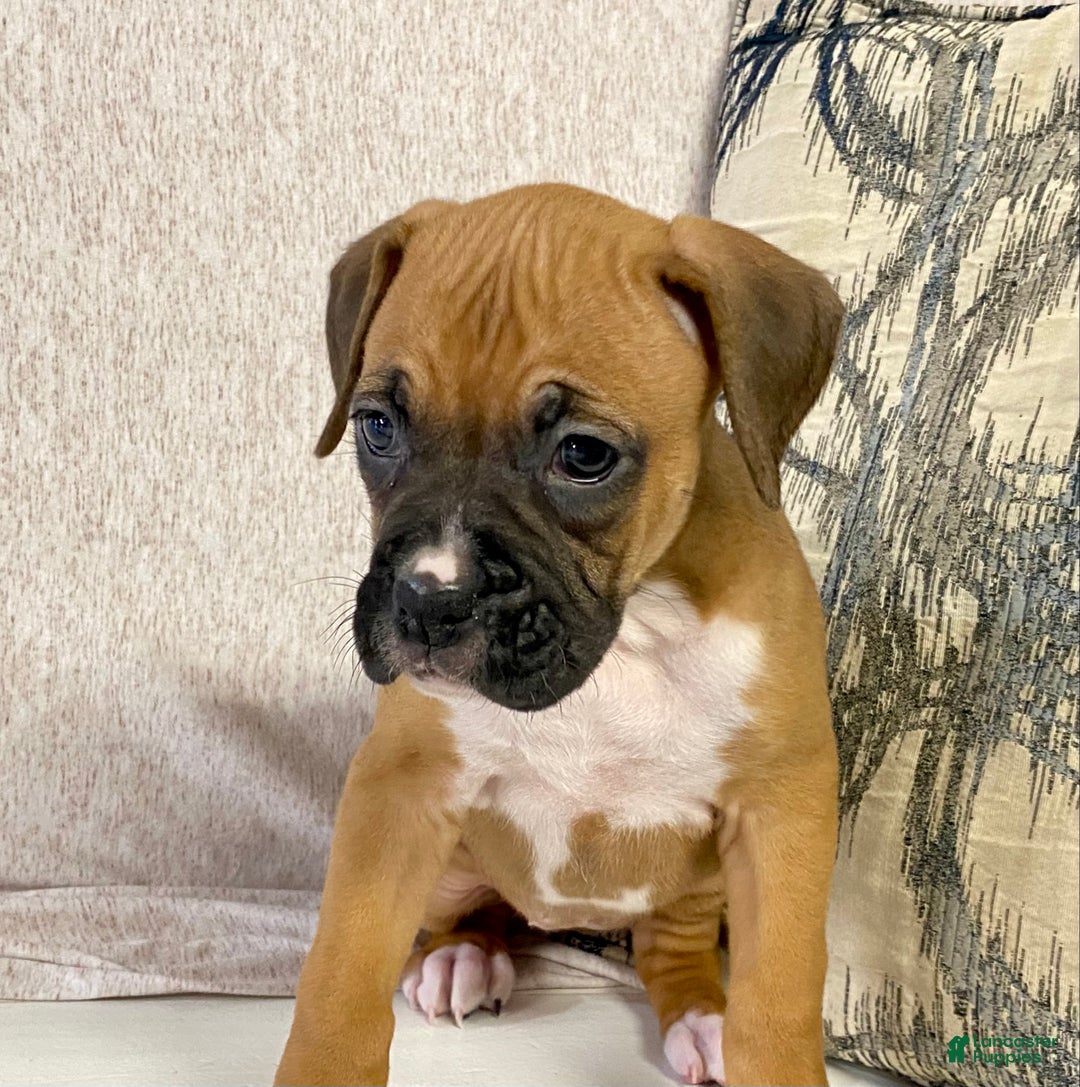 Boxer dogs for sale: Hope - Ad 2
