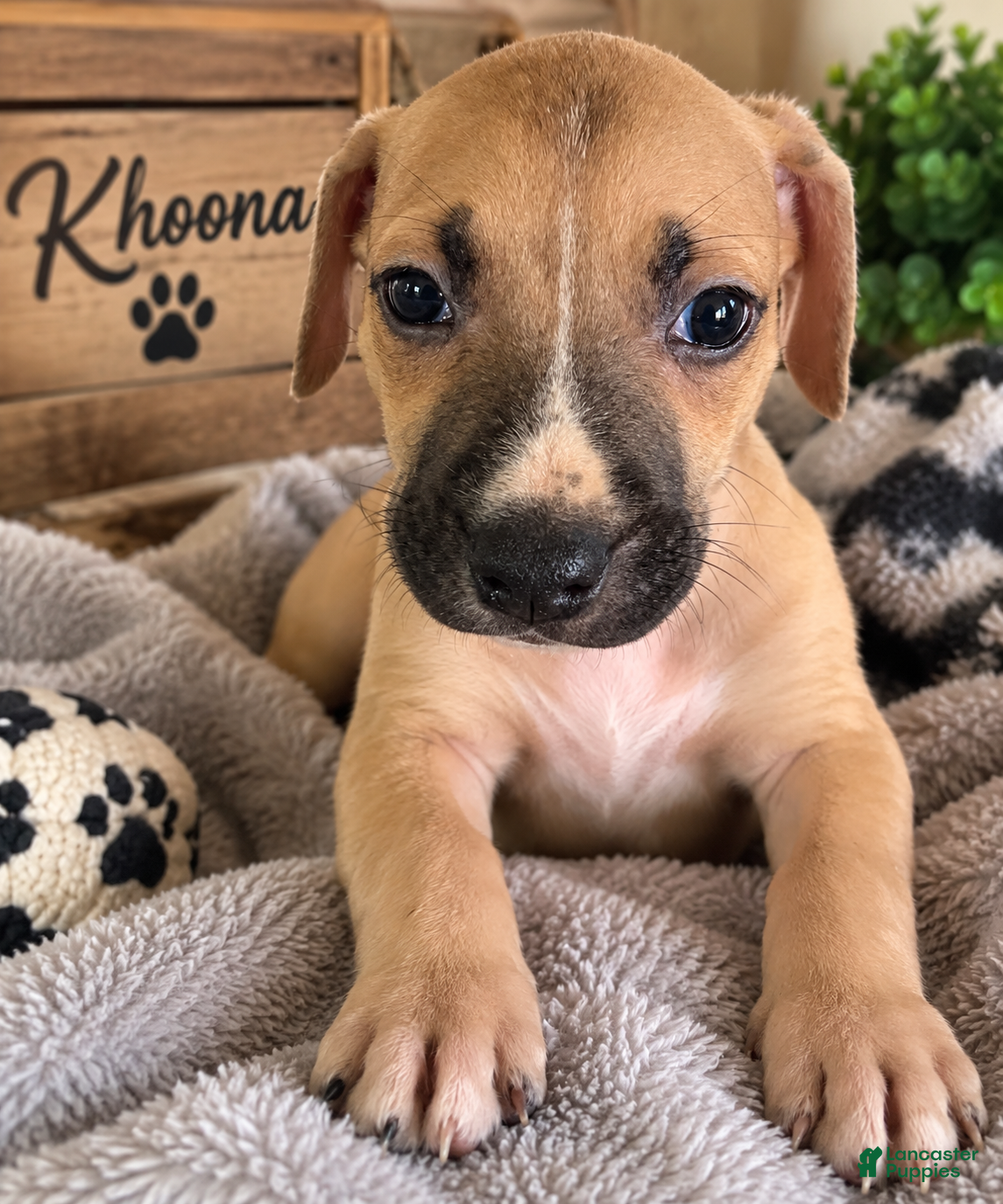 Mixed Breed dogs Khoona - Ad 16