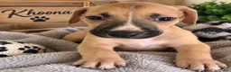 Mixed Breed dogs for sale: Khoona - Ad 1