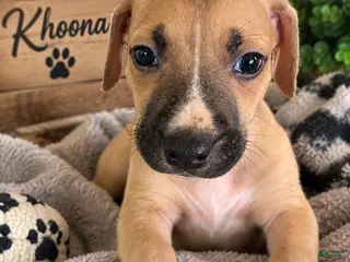 Mixed Breed dogs Khoona - Ad 16